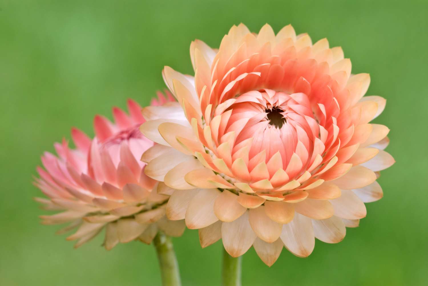 Strobloem 'Salmon Rose' (zaden)